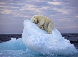 Gambar beruang kutub tidur siang juara fotografi satwa liar tertinggi