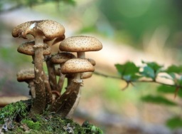 Senyawadalam jamur ajaib bisa mengobati diabetes?