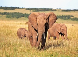 Presiden Botswana kesal terhadap Jerman:  Saya akan kirim 20 ribu gajah ke Berlin
