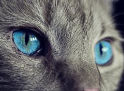 Memelihara kucing berisiko terkena skizofrenia