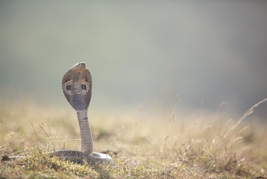 Perubahan iklim memicu ular di Asia Selatan makin 'ganas'