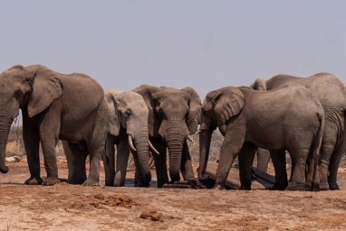 Negara Afrika serba salah mengatasi konflik gajah-manusia