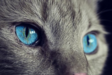 Memelihara kucing berisiko terkena skizofrenia