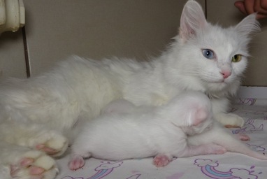 Van Cat Villa Turki menyambut kelahiran anak pertama di 2024