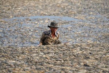 Ratusan ribu ikan mati di Vietnam saat panas landa Asia