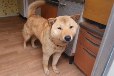 Kisah viral di Korea, anak anjing Hong-min yang tersesat