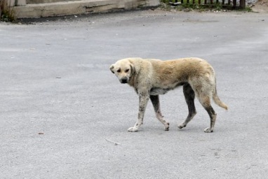 Masalah anjing liar di Turki akan diatasi dengan suntik mati