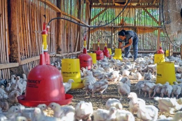 Pinsar Jateng Kebijakan Telat Peternak Ayam Sekarat