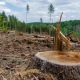  CDP: Laju deforestasi di Indonesia menurun hingga 75%