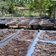 Koperasi Desa Ekspor: Kisah sukses jadi pelopor eksportir vanili dalam negeri