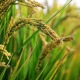 Studi baru menunjukkan perubahan iklim mengancam kualitas panen padi