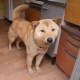 Kisah viral di Korea, anak anjing Hong-min yang tersesat