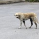 Masalah anjing liar di Turki akan diatasi dengan suntik mati