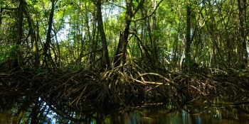 Kampanye konservasi bakau di Indonesia ala MangroveMagz