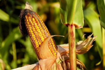 Mekanisasi syarat utama zero impor jagung untuk pangan