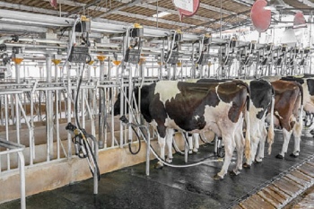 Produksi susu sapi berkurang, ketahanan pangan terancam