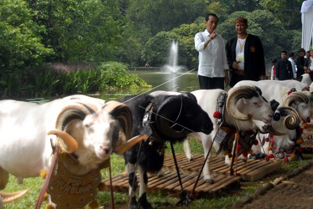 Indonesia pertama ekspor 60.000 ekor domba ke Malaysia