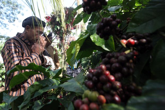 Rini Soemarmo pastikan petani kopi peroleh pembiayaan KUR