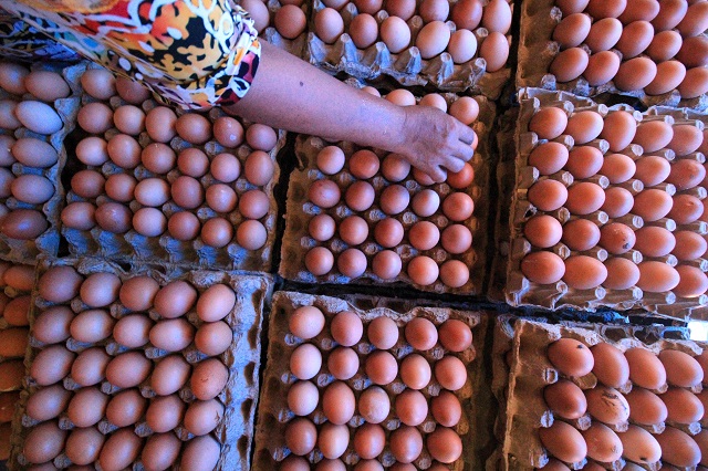 Harga telur melonjak, pemerintah bakal intervensi