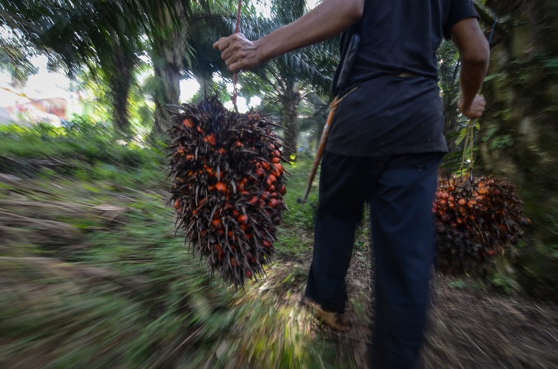 Indonesia-India sepakati perdagangan minyak nabati