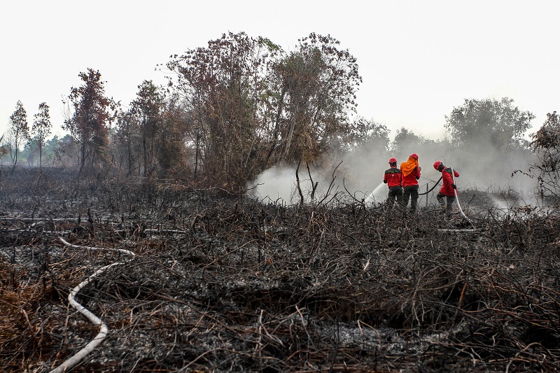 MA proses kasasi Jokowi soal kasus kebakaran hutan