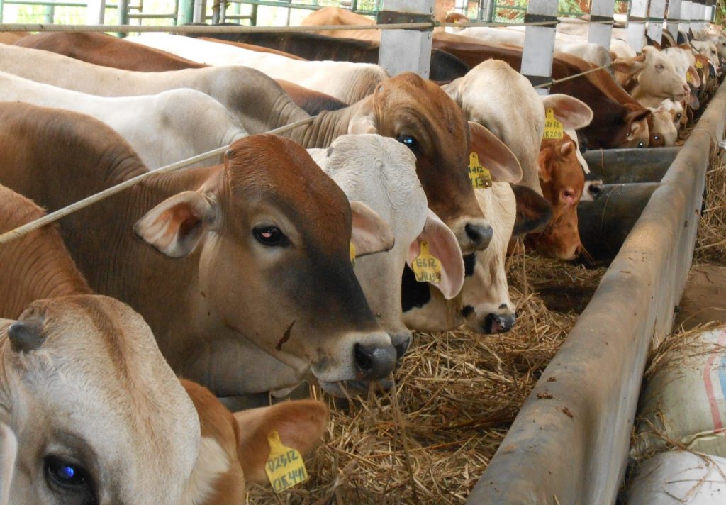 Kejaksaan sita 15 ekor sapi hasil korupsi di Situbondo 
