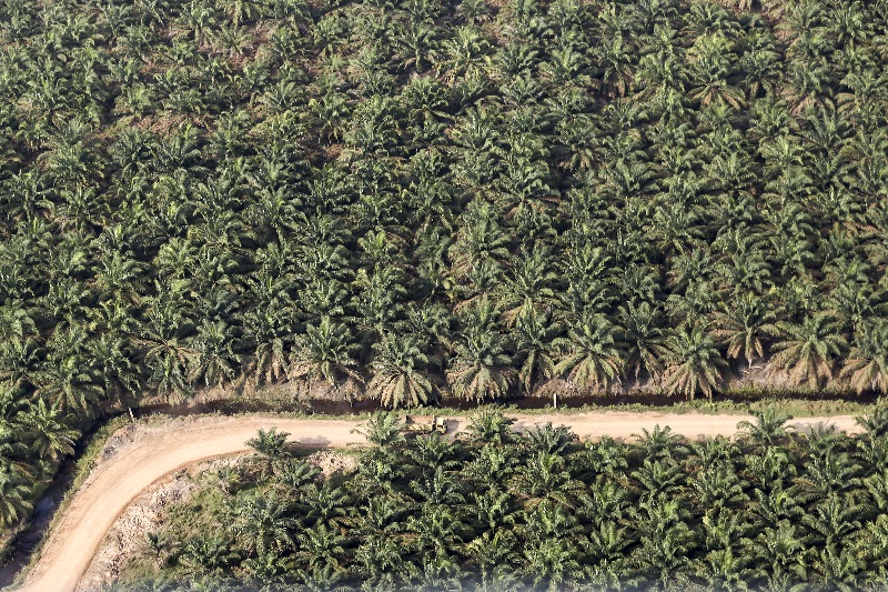 Silang pendapat moratorium izin kebun kelapa sawit
