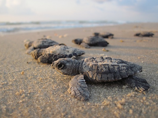 123 bayi kura-kura raksasa dicuri dari Kepulauan Galapagos