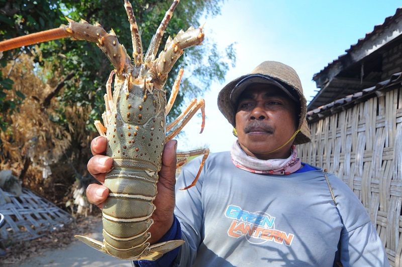 Benih lobster bernilai miliaran rupiah gagal berlabuh di Singapura