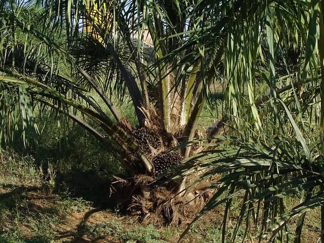 Penjualan kelapa sawit lesu, laba bersih SGRO turun 17,03%