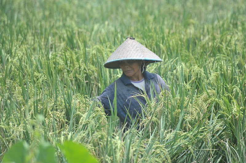 Produksi padi di Maluku Utara mencapai 32.500 ton