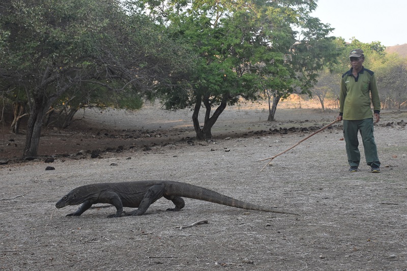 Soal Taman Nasional Komodo, Pengamat: Sebaiknya diserahkan ke Pemda