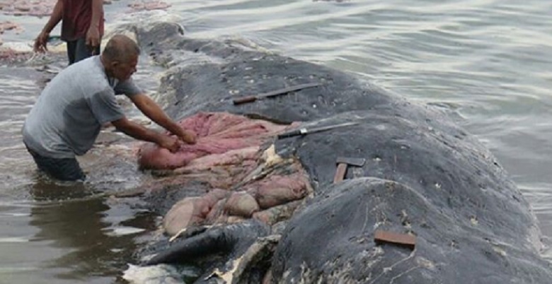 Dunia soroti temuan 6 kg plastik dalam perut paus sperma di Indonesia