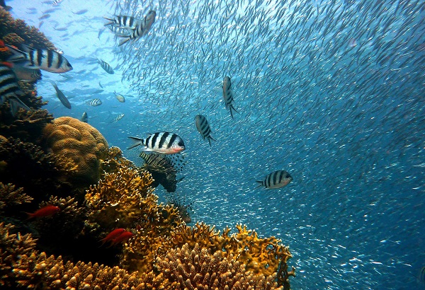 Menteri Susi: Indonesia fokus tangani isu perdagangan ikan karang