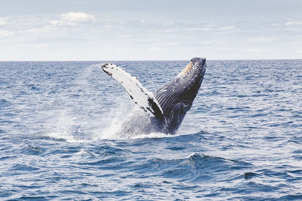 Jepang akan kembali lakukan perburuan paus komersial