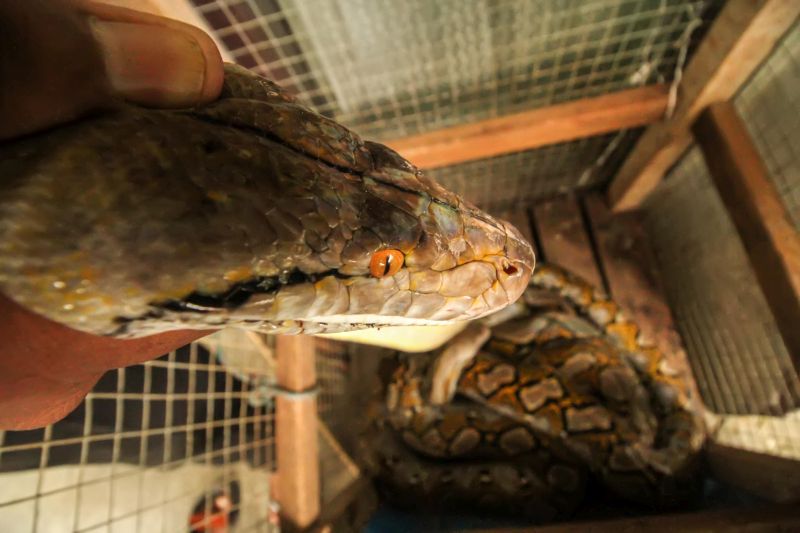 Polisi: Interogasi pakai ular didukung masyarakat