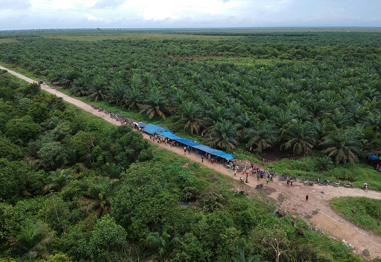 Pengembangan B100 berpotensi tingkatkan deforestasi