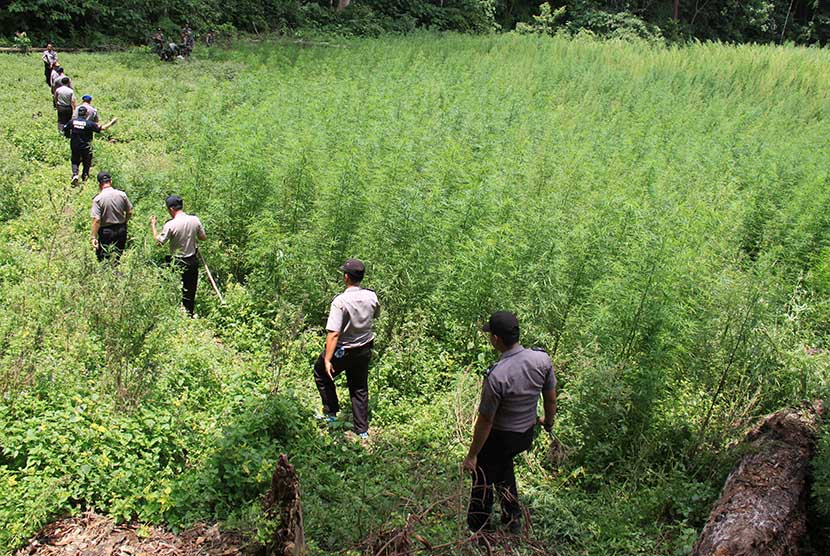 Polisi sisir Hutan Kutamaneuh Karawang cari ladang ganja