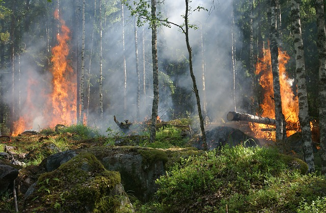 Fadli Zon: Penurunan angka kebakaran hutan karena faktor cuaca