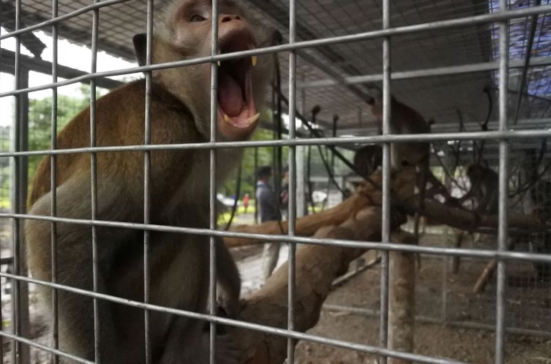 Dinas Kehutanan DKI desak pemerintah pusat tutup sekolah topeng monyet