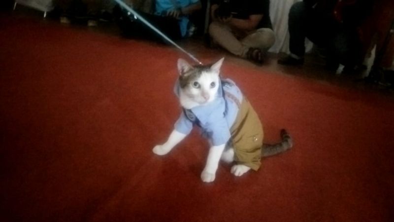 Menghadirkan sisi humanis Prabowo lewat kucing kampung