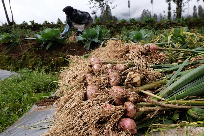 Pemerintah tugaskan Bulog impor 100.000 ton bawang putih