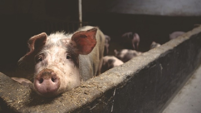 Cegah penyebaran demam babi Afrika, Vietnam bunuh 2,8 juta babi