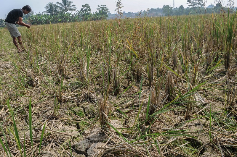 6.203  hektare sawah di Banten terancam gagal panen 