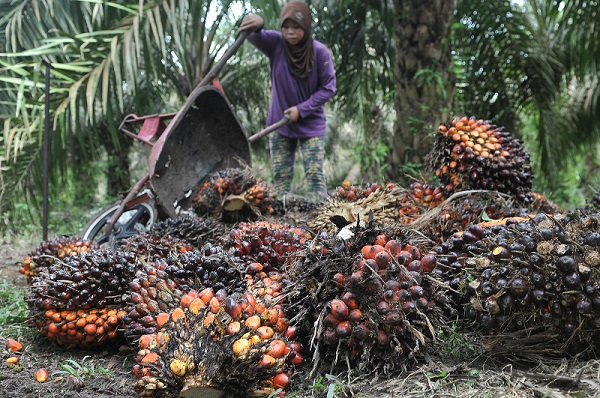 Indonesia bujuk China tambah impor CPO