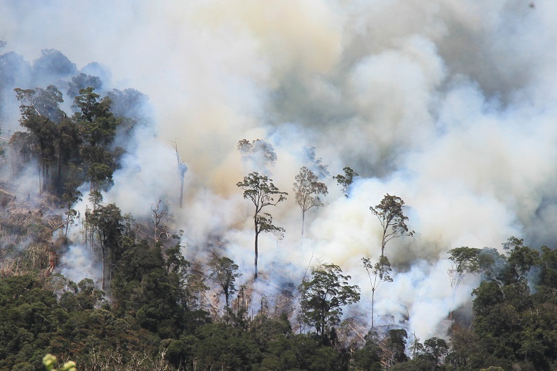 Polisi tangkap pembakar hutan dan lahan di Riau