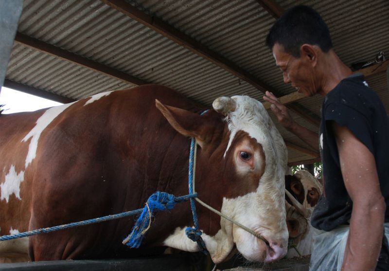 Jokowi berkurban sapi seberat 1 ton di Surabaya