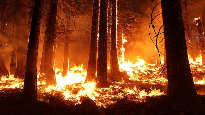 Presiden Brasil salahkan LSM atas kebakaran Hutan Amazon