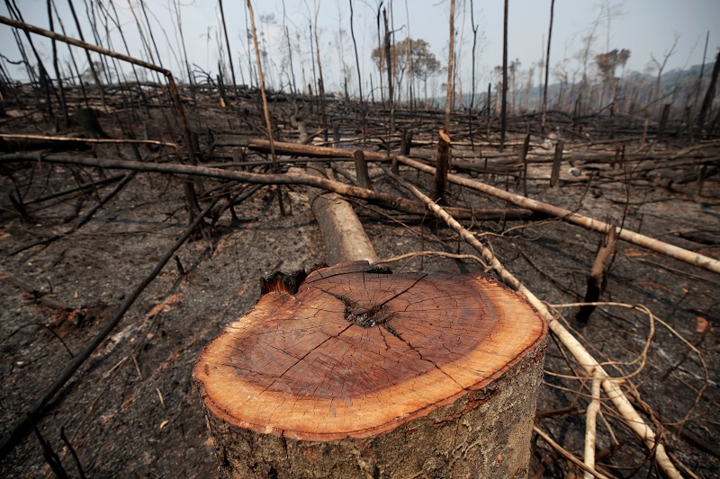 Kebakaran Hutan Amazon, Leonardo DiCaprio galang US$5 juta