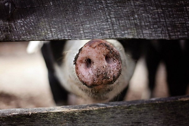 Filipina umumkan wabah demam babi Afrika pertama